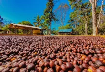 Região Matas de Rondônia conquista sucesso na produção de café especial e sustentável no Brasil