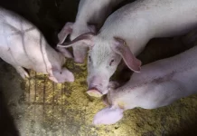 Rebanho de suínos no Brasil deve atingir 53 milhões de cabeças até 2030