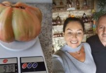 Casal colhe tomate gigante de quase um quilo em horta orgânica Tomate de quase um quilo foi encontrado por Luciana e Paulo Ricardo Bavaresco — Foto: Arquivo pessoal