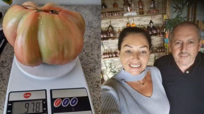 Tomate de quase um quilo foi encontrado por Luciana e Paulo Ricardo Bavaresco — Foto: Arquivo pessoal