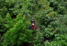 Natura apresenta modelo próprio de carbono na Amazônia e estudo indica impacto socioeconômico positivo em comunidade fornecedora Natura fortalece modelo de carbono na Amazônia e gera renda para comunidades em Rondônia