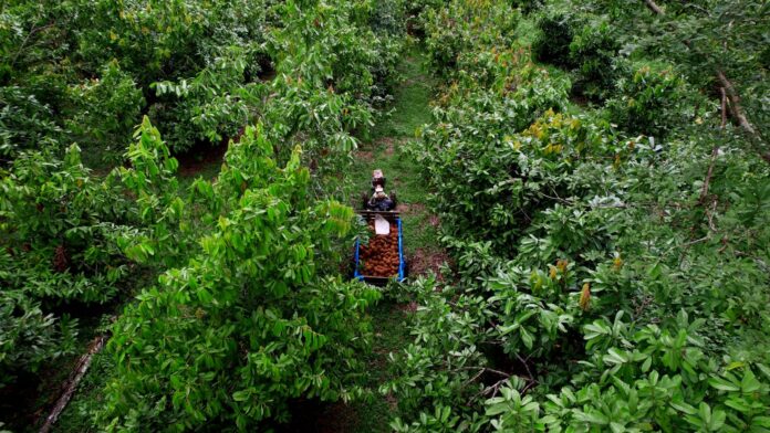 Natura fortalece modelo de carbono na Amazônia e gera renda para comunidades em Rondônia