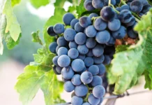 Resveratrol ganha destaque pelos benefícios antioxidantes e ação protetora no organismo Resveratrol: antioxidante natural pode ajudar na proteção do coração e no combate ao envelhecimento