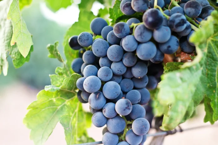 Resveratrol: antioxidante natural pode ajudar na proteção do coração e no combate ao envelhecimento