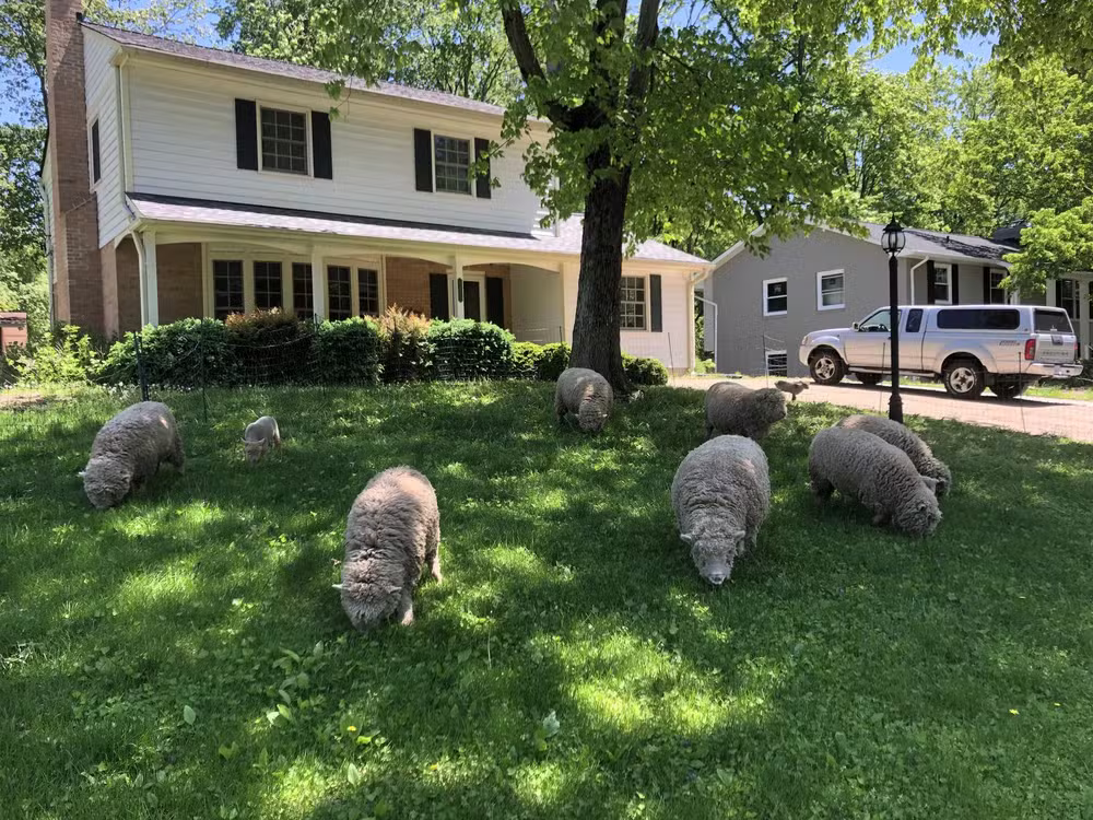 História da empresa começou em 2016 — Foto: Divulgação Lamb Mowers Fairfax