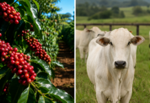 Pesquisa da Emater aponta preços médios de produtos agropecuários em Rondônia Café valorizado e pecuária fortalecida: o campo de Rondônia segue produzindo riqueza e movimentando a economia do estado.