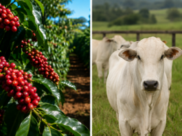 Pesquisa da Emater aponta preços médios de produtos agropecuários em Rondônia Café valorizado e pecuária fortalecida: o campo de Rondônia segue produzindo riqueza e movimentando a economia do estado.