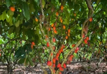 Inscrições para 6º Concurso de Qualidade e Sustentabilidade do Cacau de Rondônia são prorrogadas até 3 de julho