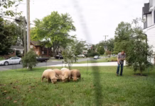 Ovelhas substituem cortadores de grama e viram atração em bairros dos Estados Unidos Animais transformam a manutenção dos jardins em atração para a vizinhança — Foto: Divulgação / Lamb Mowers Fairfax