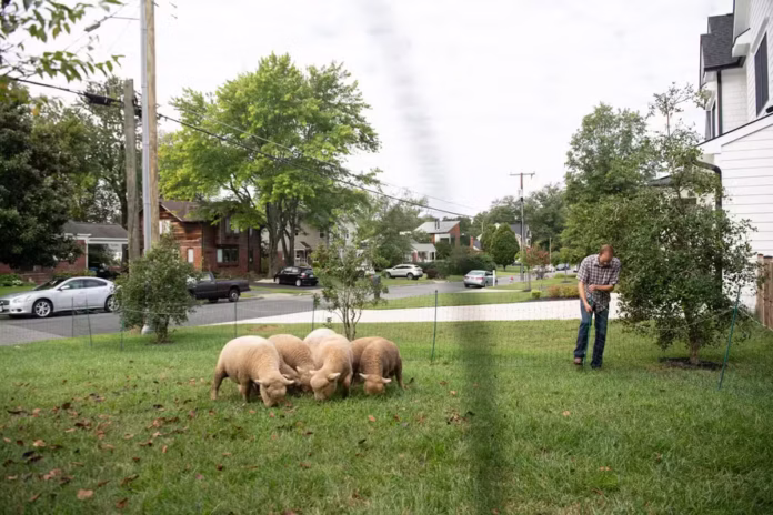 Animais transformam a manutenção dos jardins em atração para a vizinhança — Foto: Divulgação / Lamb Mowers Fairfax