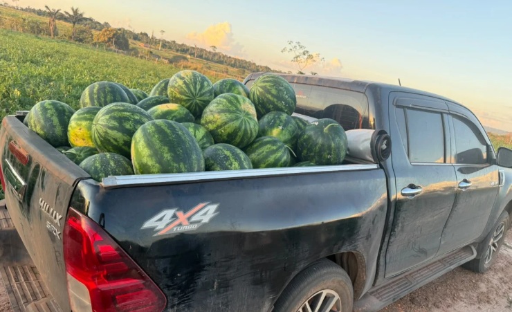 A produção de melancia garante renda, fortalece a propriedade e mostra o potencial do pequeno produtor rural.