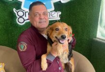 Calor extremo exige atenção: saiba como proteger cães, gatos e aves durante o verão Os animais não conseguem dissipar o calor da mesma forma que os seres humanos.