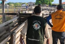 Governo retira R$ 11,8 milhões do Fundo de Defesa Sanitária Animal, não devolve recursos e preocupa setor produtivo
