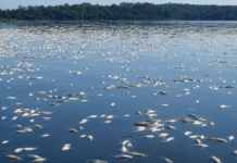 VÍDEO: Mistério no Lago do Cuniã, mortandade de peixes será investigada pelo ICMBio e pela Unir A mortandade de peixes no Lago do Cuniã preocupa comunidades ribeirinhas e mobiliza o ICMBio e a Unir