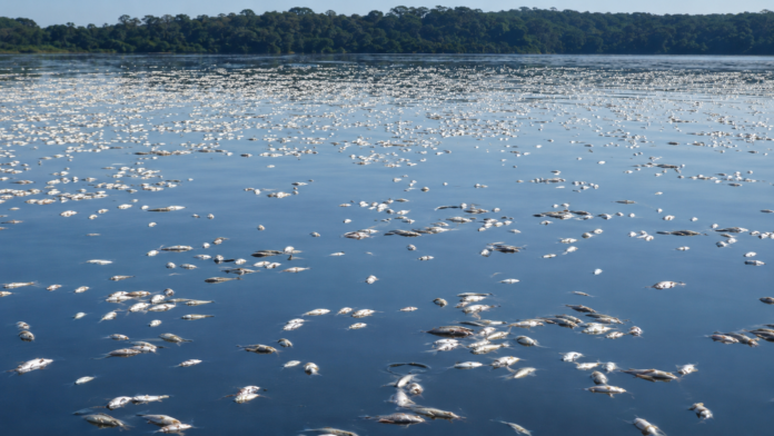 A mortandade de peixes no Lago do Cuniã preocupa comunidades ribeirinhas e mobiliza o ICMBio e a Unir