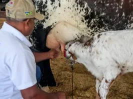 Assembleia Legislativa de Rondônia aprova prorrogação da CPI da cadeia produtiva do leite