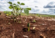 Rondônia mantém vazio sanitário da soja até 10 de setembro para proteger lavouras