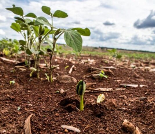 Rondônia mantém vazio sanitário da soja até 10 de setembro para proteger lavouras