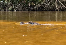 Carne de jacaré do Cuniã avança rumo à Indicação Geográfica e ganha força como produto amazônico