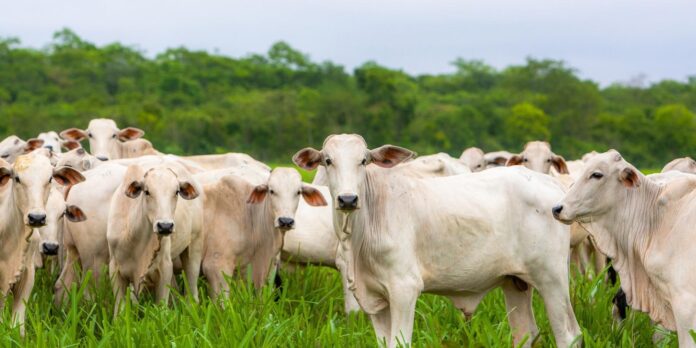 O desempenho de Rondônia também ganha importância dentro do mercado pecuário regional