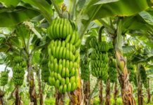 Dia da Banana: Rondônia amplia produção e Porto Velho se destaca no cultivo