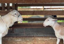 Pimenta Bueno recebe fórum que vai discutir o futuro da ovinocultura e implantação da Rota do Cordeiro em Rondônia