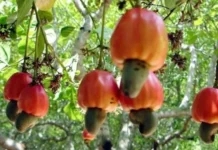 Pesquisa transforma goma de cajueiro em ingrediente industrial