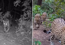 Onça-pintada que atacava gado reaparece com dois filhotes no Pantanal após um ano
