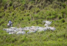 Rondônia reduz abate de fêmeas e sinaliza início da recomposição do rebanho bovino