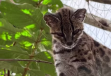 Vídeo: Professor brasileiro descobre que ‘tigrinho’ boliviano que já tinha até apelido era espécie inédita de felino selvagem