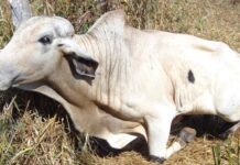 Casos de raiva bovina em Jaru e Tarilândia são atualizados, foram identificados 14 resultados positivos