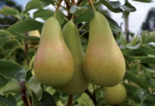 Como cultivar peras