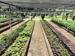 Prefeitura retoma distribuição de mudas no Viveiro Municipal