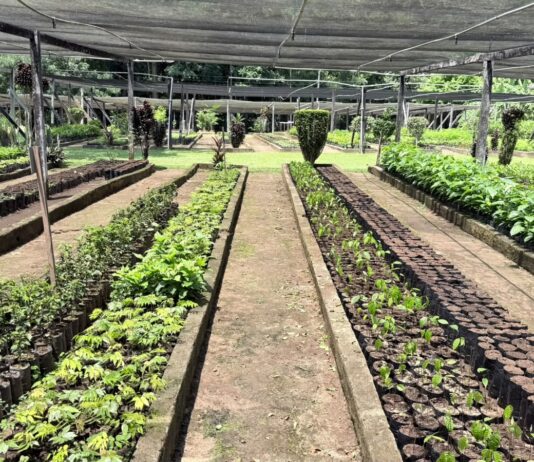 Prefeitura retoma distribuição de mudas no Viveiro Municipal